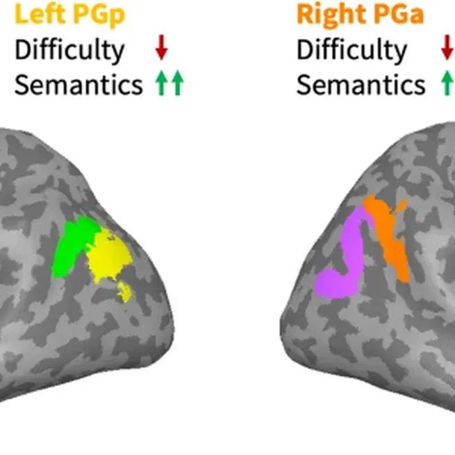 The Role of the Angular Gyrus in Semantic Cognition: A Synthesis of Five Functional Neuroimaging Studies