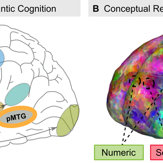 Semantic and syntactic networks in the brain
